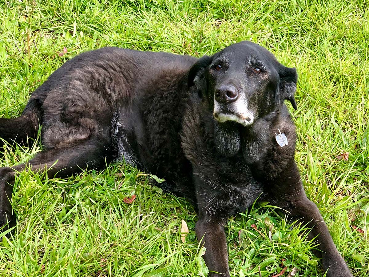 Payment Options For Vet Care 4 Paws Veterinary Group