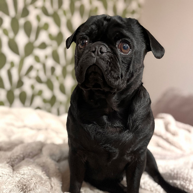 adorable black pug sitting on a bed