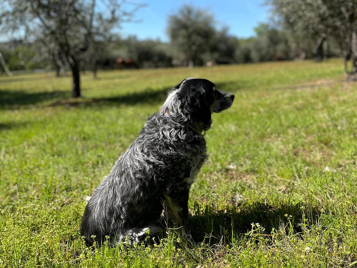 Current Veterinary Therapy 4 Food Anim… Kirk's Current Veterinary Therapy XV - 1st Edition