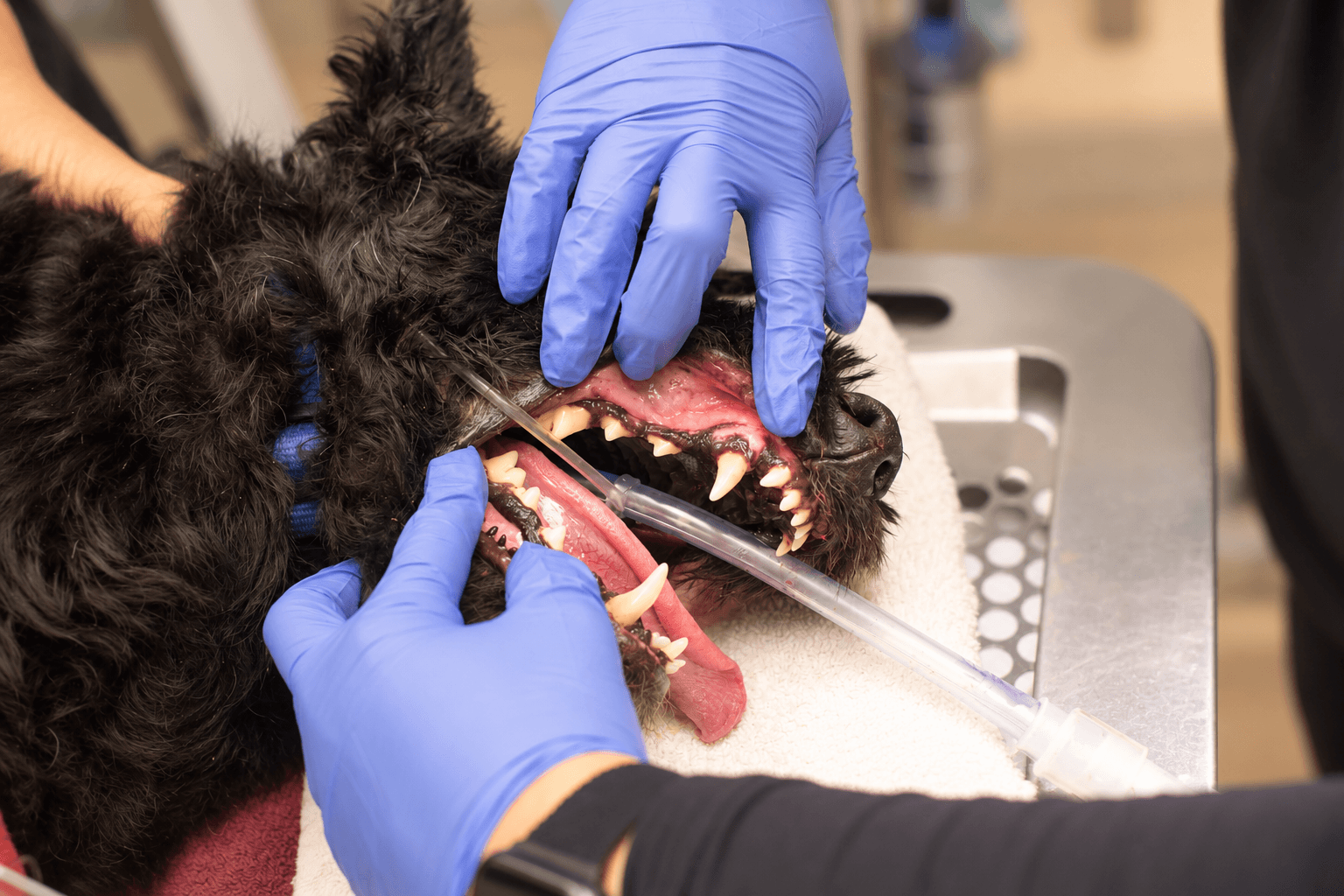 Vet performing a dental cleaning on a dog